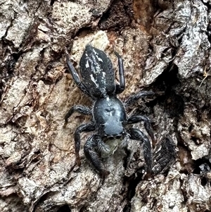 Ocrisiona leucocomis (White-flecked Crevice-dweller) at Ainslie, ACT by Pirom