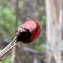 Paropsisterna sp. (genus) (A leaf beetle) at Rendezvous Creek, ACT - 9 Dec 2024 by Pirom