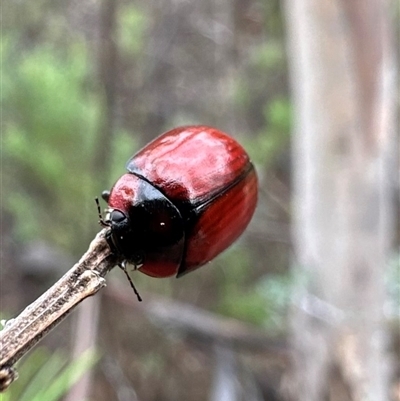 Paropsisterna sp. (genus) (A leaf beetle) at Rendezvous Creek, ACT - 9 Dec 2024 by Pirom