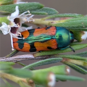 Castiarina scalaris (Scalaris jewel beetle) at Denman Prospect, ACT by Miranda