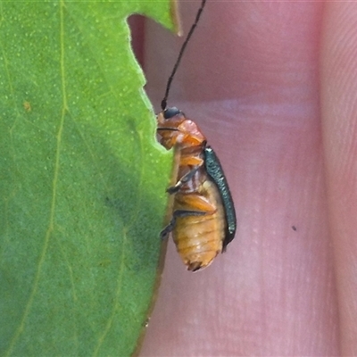 Aporocera (Aporocera) viridipennis (A leaf beetle) at Grabben Gullen, NSW - 10 Dec 2024 by clarehoneydove