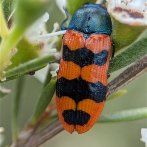 Castiarina crenata at Denman Prospect, ACT - 9 Dec 2024