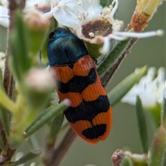 Castiarina crenata at Denman Prospect, ACT - 9 Dec 2024