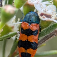 Castiarina crenata at Denman Prospect, ACT - 9 Dec 2024