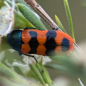 Castiarina crenata at Denman Prospect, ACT - 9 Dec 2024