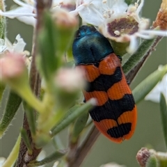 Castiarina crenata at Denman Prospect, ACT - 9 Dec 2024