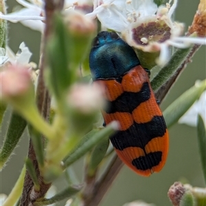 Castiarina crenata at Denman Prospect, ACT - 9 Dec 2024