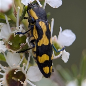 Castiarina octospilota (A Jewel Beetle) at Denman Prospect, ACT by Miranda