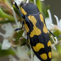 Castiarina octospilota at Denman Prospect, ACT - 9 Dec 2024 06:16 PM