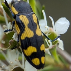 Castiarina octospilota at Denman Prospect, ACT - 9 Dec 2024 06:16 PM