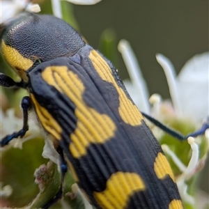 Castiarina octospilota at Denman Prospect, ACT - 9 Dec 2024 06:16 PM