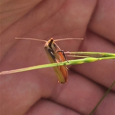 Wingia aurata (Golden Leaf Moth (Wingia group)) at Grabben Gullen, NSW - 10 Dec 2024 by clarehoneydove