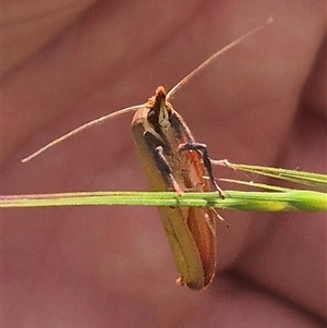 Wingia aurata at Grabben Gullen, NSW - 10 Dec 2024