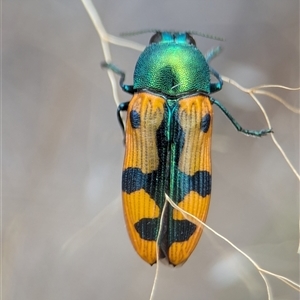 Castiarina scalaris (Scalaris jewel beetle) at Denman Prospect, ACT by Miranda