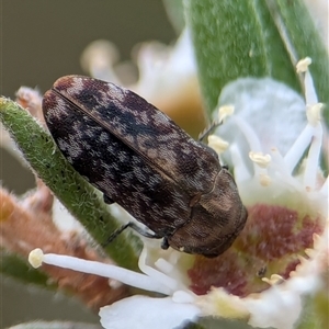 Diphucrania sp. (genus) at Denman Prospect, ACT by Miranda