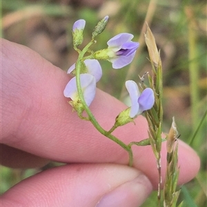 Glycine clandestina at Grabben Gullen, NSW - 10 Dec 2024 04:24 PM