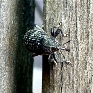 Chrysolopus spectabilis at Aranda, ACT - 10 Dec 2024