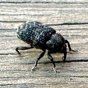 Chrysolopus spectabilis at Aranda, ACT - 10 Dec 2024