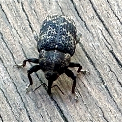 Chrysolopus spectabilis at Aranda, ACT - 10 Dec 2024