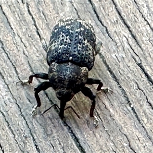 Chrysolopus spectabilis at Aranda, ACT - 10 Dec 2024