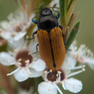 Castiarina subpura at Denman Prospect, ACT - 9 Dec 2024