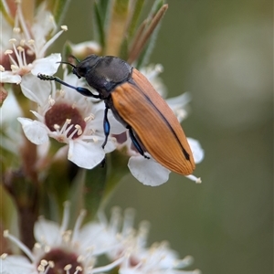 Castiarina subpura at Denman Prospect, ACT - 9 Dec 2024