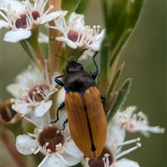 Castiarina subpura at Denman Prospect, ACT - 9 Dec 2024