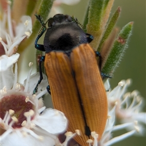 Castiarina subpura at Denman Prospect, ACT - 9 Dec 2024