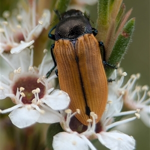 Castiarina subpura at Denman Prospect, ACT - 9 Dec 2024