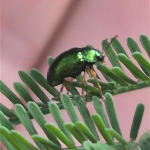 Unidentified Leaf beetle (Chrysomelidae) at Grabben Gullen, NSW by clarehoneydove