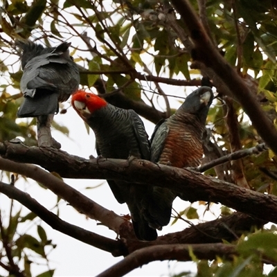 Callocephalon fimbriatum (Gang-gang Cockatoo) at Moruya, NSW - 10 Dec 2024 by LisaH