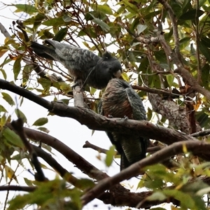 Callocephalon fimbriatum at Moruya, NSW - 10 Dec 2024