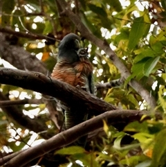 Callocephalon fimbriatum at Moruya, NSW - suppressed