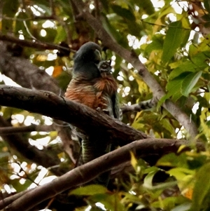 Callocephalon fimbriatum at Moruya, NSW - suppressed