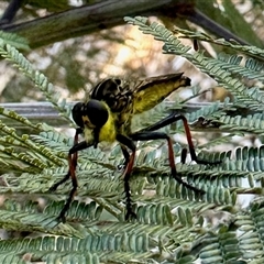 Zosteria rosevillensis (A robber fly) at Aranda, ACT - 10 Dec 2024 by KMcCue