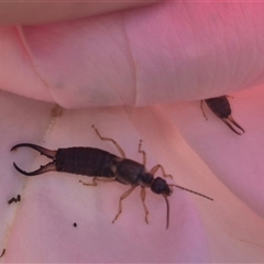 Forficula auricularia (European Earwig) at Crookwell, NSW - 10 Dec 2024 by clarehoneydove