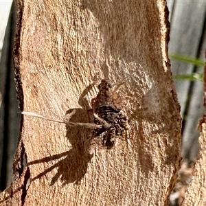 Platybrachys sp. (genus) at Aranda, ACT - 10 Dec 2024