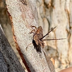 Platybrachys sp. (genus) at Aranda, ACT - 10 Dec 2024