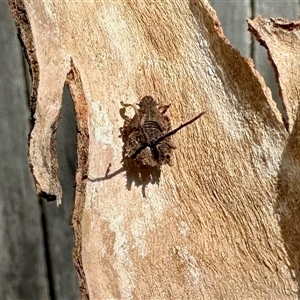 Platybrachys sp. (genus) at Aranda, ACT - 10 Dec 2024 03:34 PM