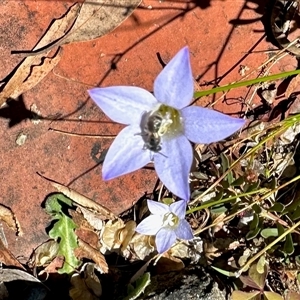 Lasioglossum (Chilalictus) sp. (genus & subgenus) (Halictid bee) at Aranda, ACT by KMcCue