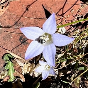 Lasioglossum (Chilalictus) sp. (genus & subgenus) at Aranda, ACT - 10 Dec 2024 03:26 PM