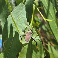 Amorbus (genus) (Eucalyptus Tip bug) at Bungendore, NSW - 10 Dec 2024 by clarehoneydove