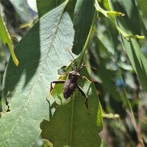 Amorbus sp. (genus) at Bungendore, NSW - suppressed