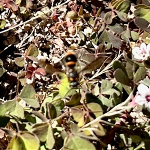 Eumeninae (subfamily) (Unidentified Potter wasp) at Aranda, ACT by KMcCue