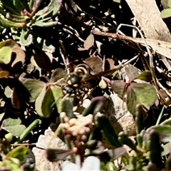 Eumeninae (subfamily) at Aranda, ACT - 10 Dec 2024 03:27 PM