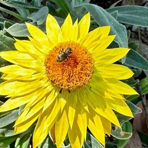 Lasioglossum sp. (Furrow Bee) at Aranda, ACT by KMcCue