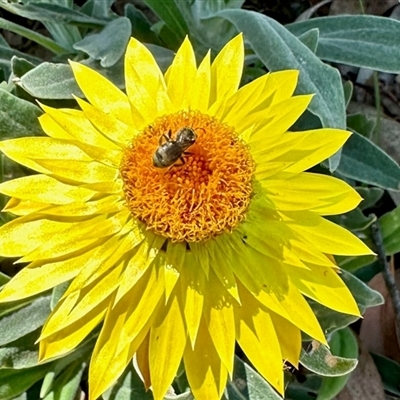 Lasioglossum sp. (Furrow Bee) at Aranda, ACT - 10 Dec 2024 by KMcCue