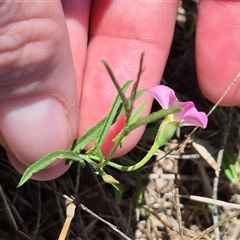 Convolvulus angustissimus subsp. angustissimus (Australian Bindweed) at Gurrundah, NSW - 9 Dec 2024 by clarehoneydove