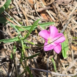 Convolvulus angustissimus subsp. angustissimus at Gurrundah, NSW - 10 Dec 2024