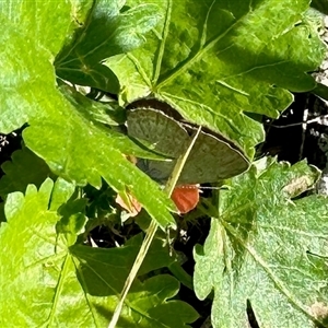 Zizina otis (Common Grass-Blue) at Aranda, ACT by KMcCue